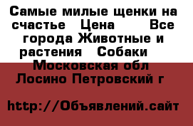 Самые милые щенки на счастье › Цена ­ 1 - Все города Животные и растения » Собаки   . Московская обл.,Лосино-Петровский г.